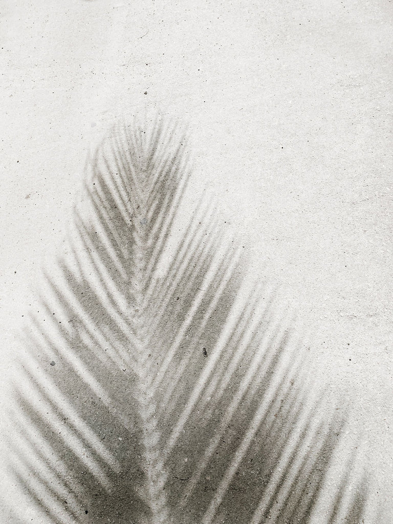 Vibey free stock photo of the shadow of a palm tree on concrete