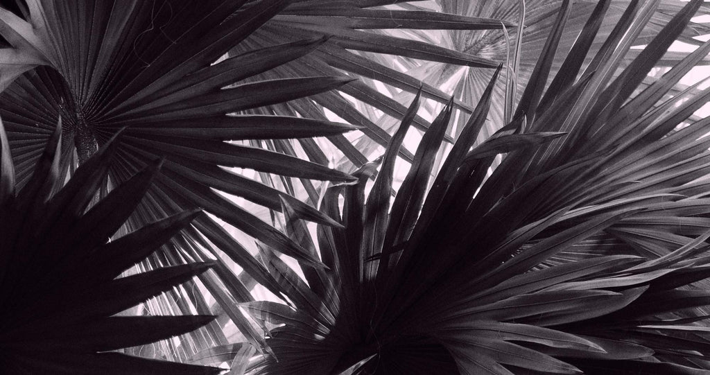 Cool free stock photo of palm tree leaves