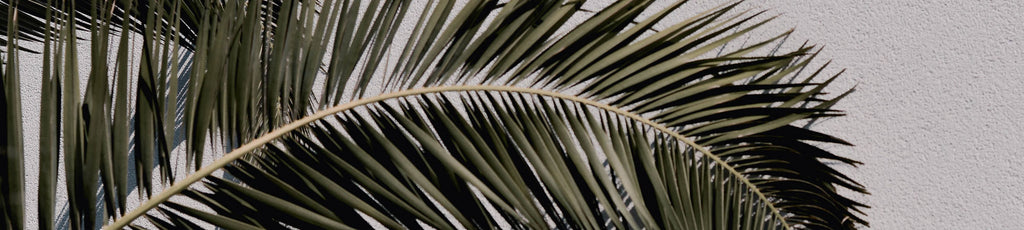 Decorative free stock image of a palm frond