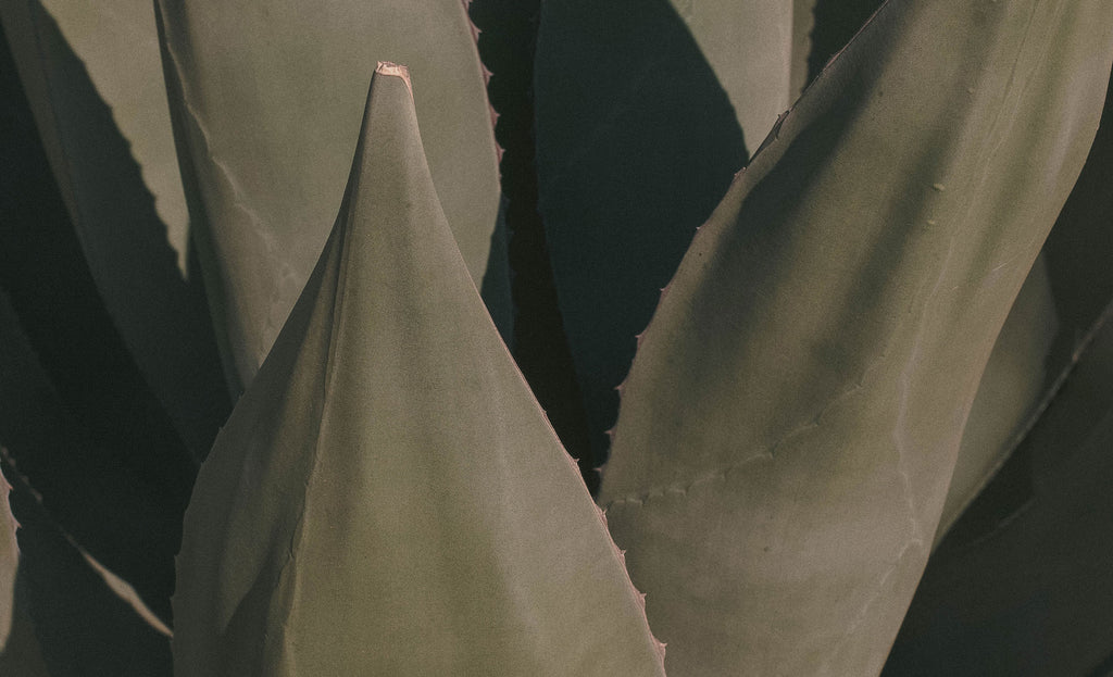Free stock photo of an agave plant