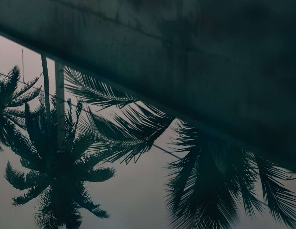 Free stock photo of palm tree reflection